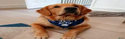 Golden Retriever dogs for sale: PERFECT LITTER KC REG HEALTH TESTED GOLDENS - Advert 4