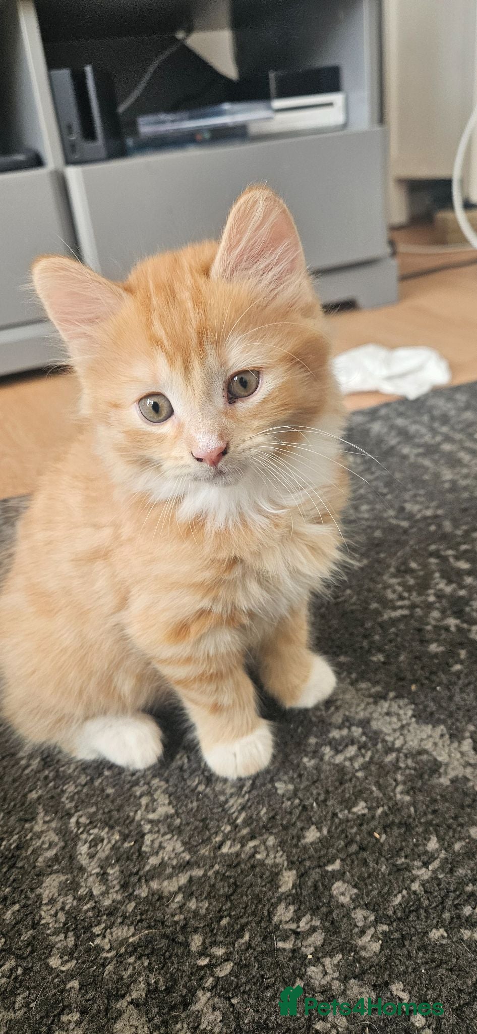Mixed Breed cats Cute and fluffy ginger mixed breed - Advert 2