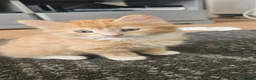 Mixed Breed cats for sale: Cute and fluffy ginger mixed breed - Advert 1