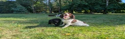 Cockapoo dogs for sale: F1 Standard Cocker Poodle Puppies  - Advert 8