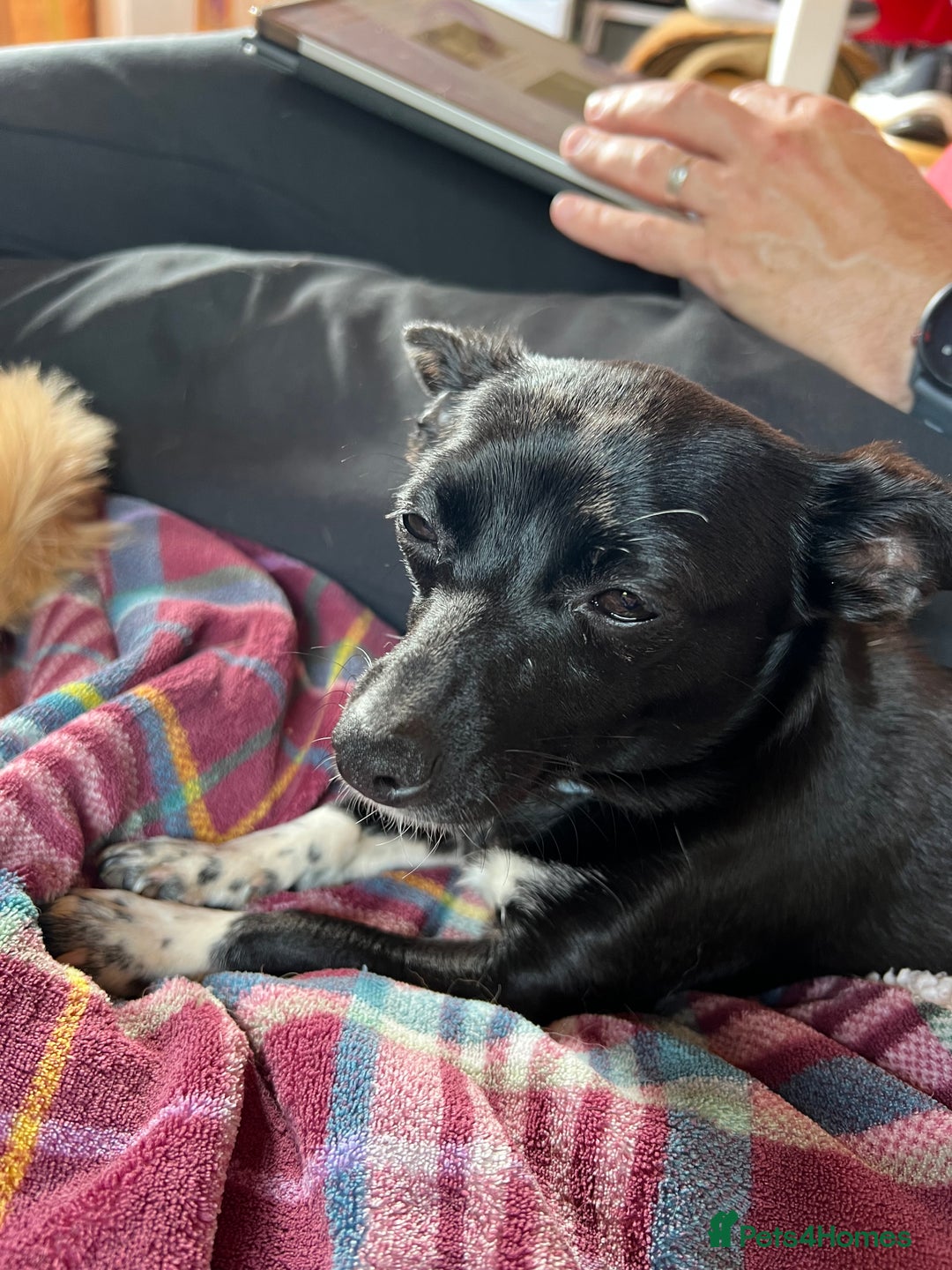 Mixed Breed dogs for sale: Chihuahua x Jack Russell Bitch - Image 4