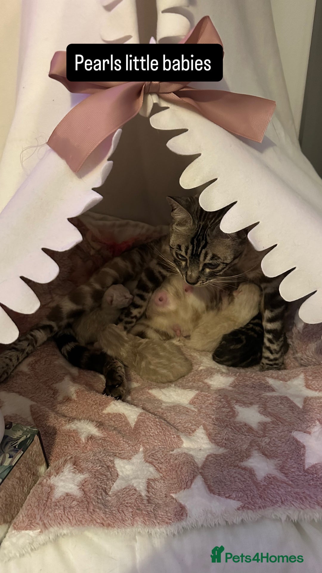 Bengal cats for sale: Beautiful silver snow lynx Bengal babies - Advert 2