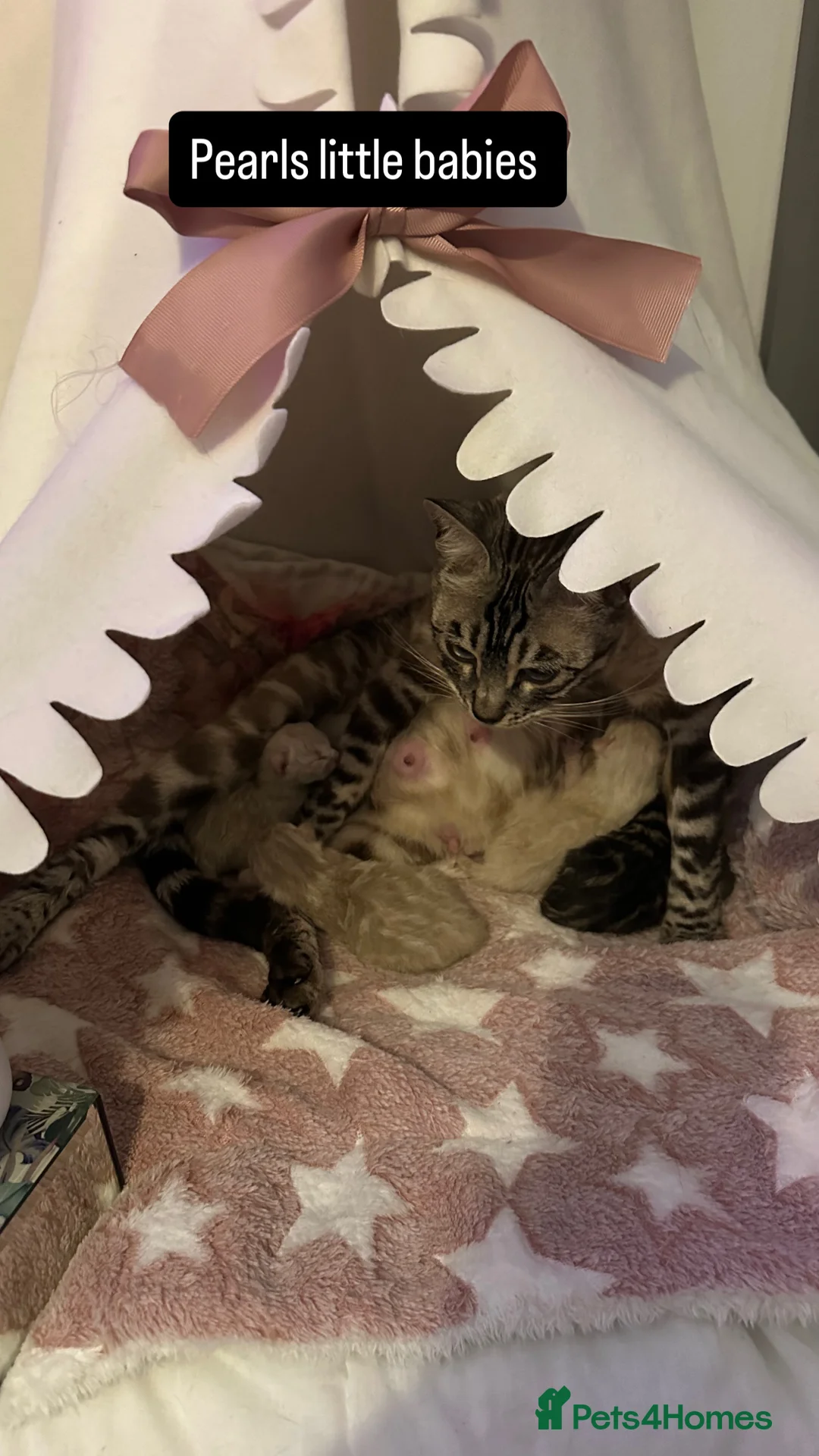 Bengal cats for sale: Beautiful silver snow lynx Bengal babies - Advert 2