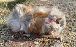 Guinea Pig rodents for sale: Baby Guinea Pigs for sale  - Image 3