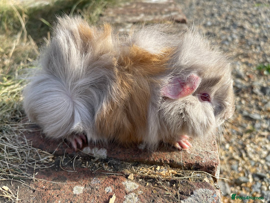 Guinea Pig rodents for sale: Baby Guinea Pigs for sale  - Image 3