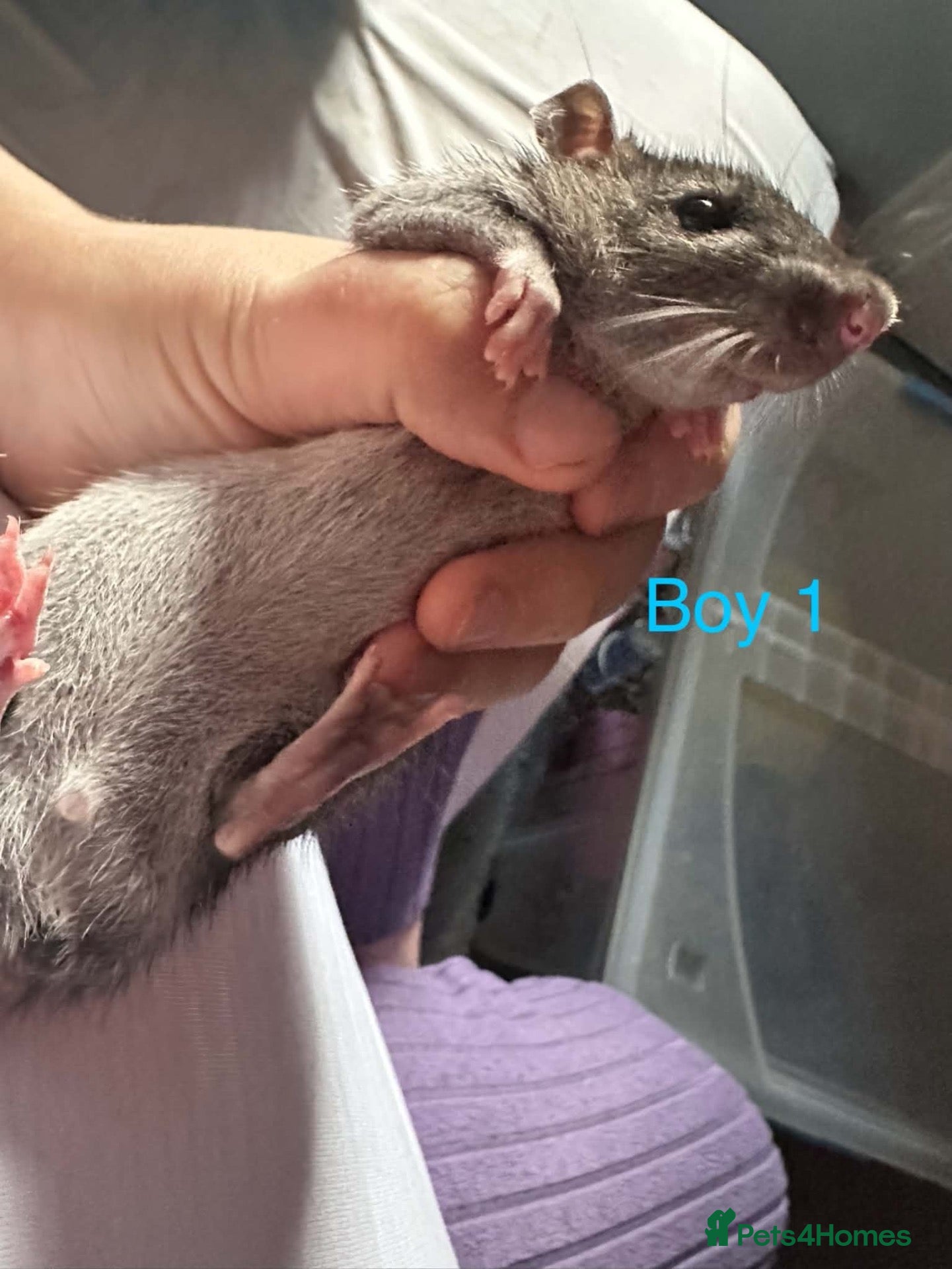 Rat rodents Baby rats for sale - Advert 1