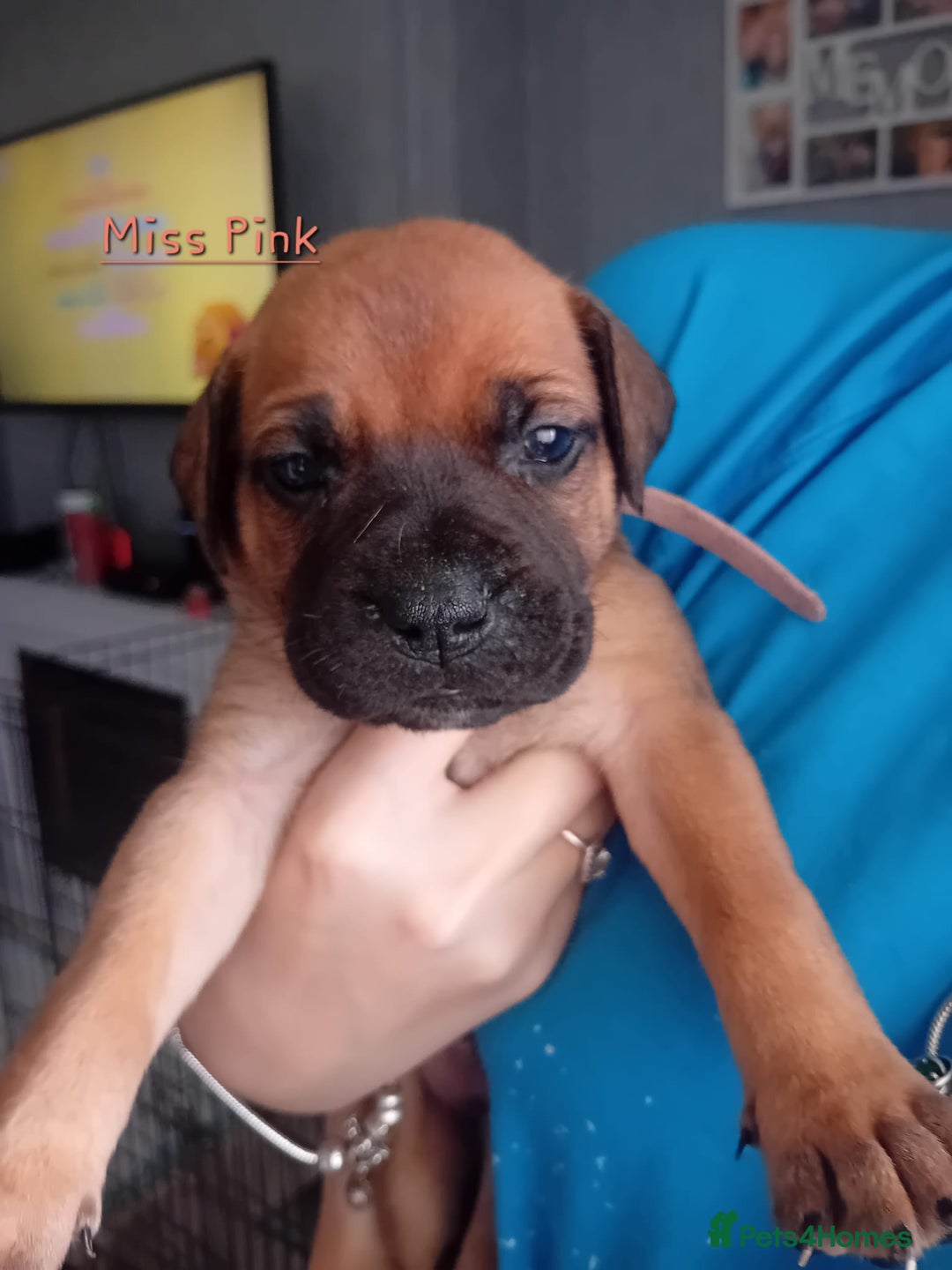 Mixed Breed dogs for sale: Bullmastiff X Puppies - Image 34
