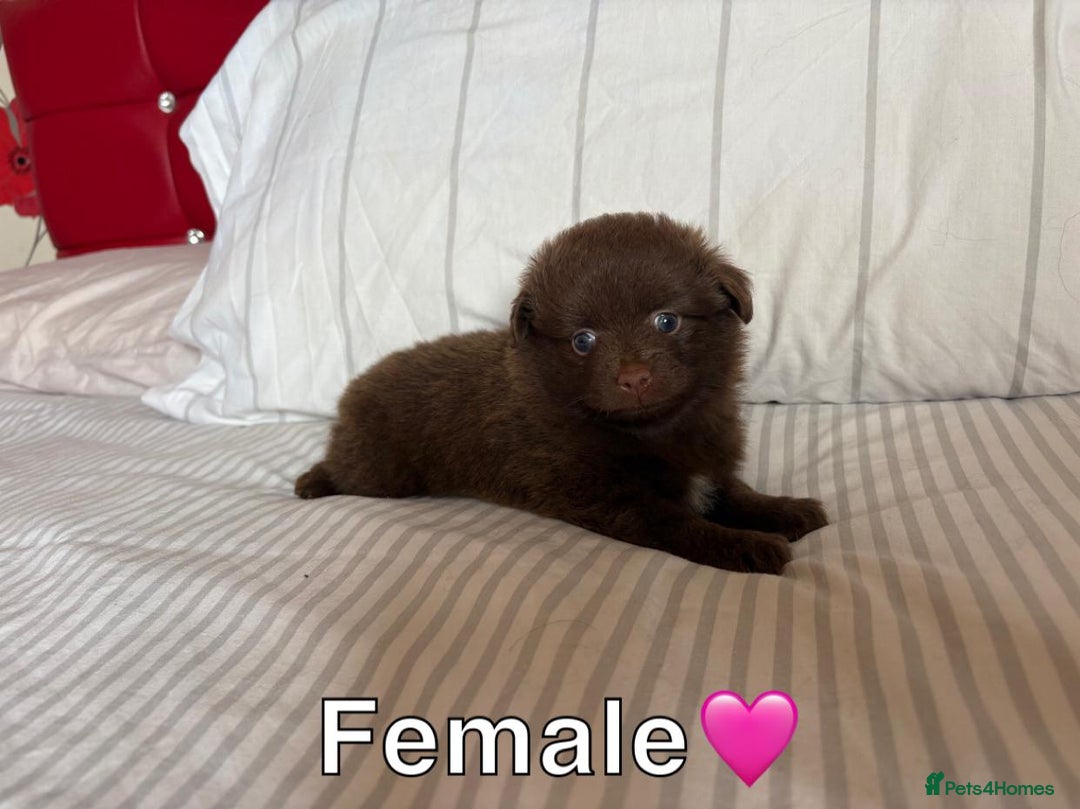 Pomeranian dogs for sale: 3 STUNNING POMERANIANS 1 MALE 2 FEMALE  - Image 3