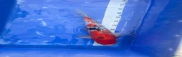 Koi Carp fish for sale: Japanese koi for sale’s  - Advert 6