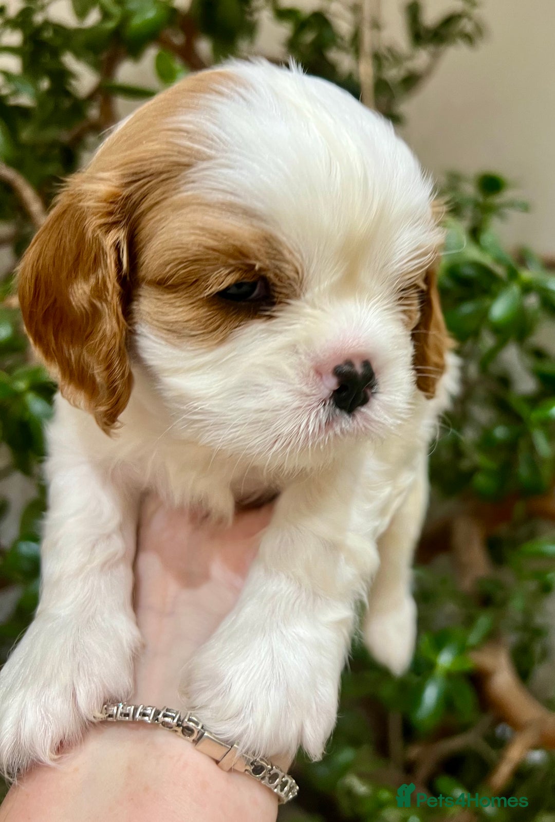Cavalier King Charles Spaniel dogs for sale: Champion Sired KC Reg Cavalier King Charles  - Image 19