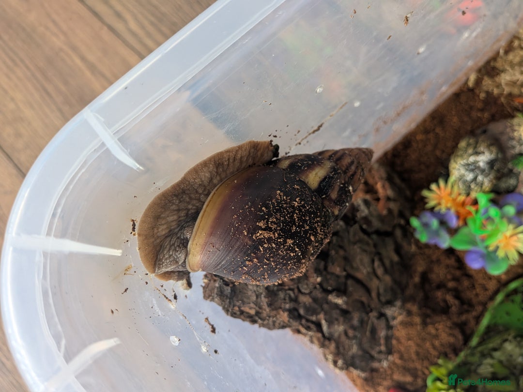 Snails invertebrates for sale: Giant African Land Snail  - Image 6