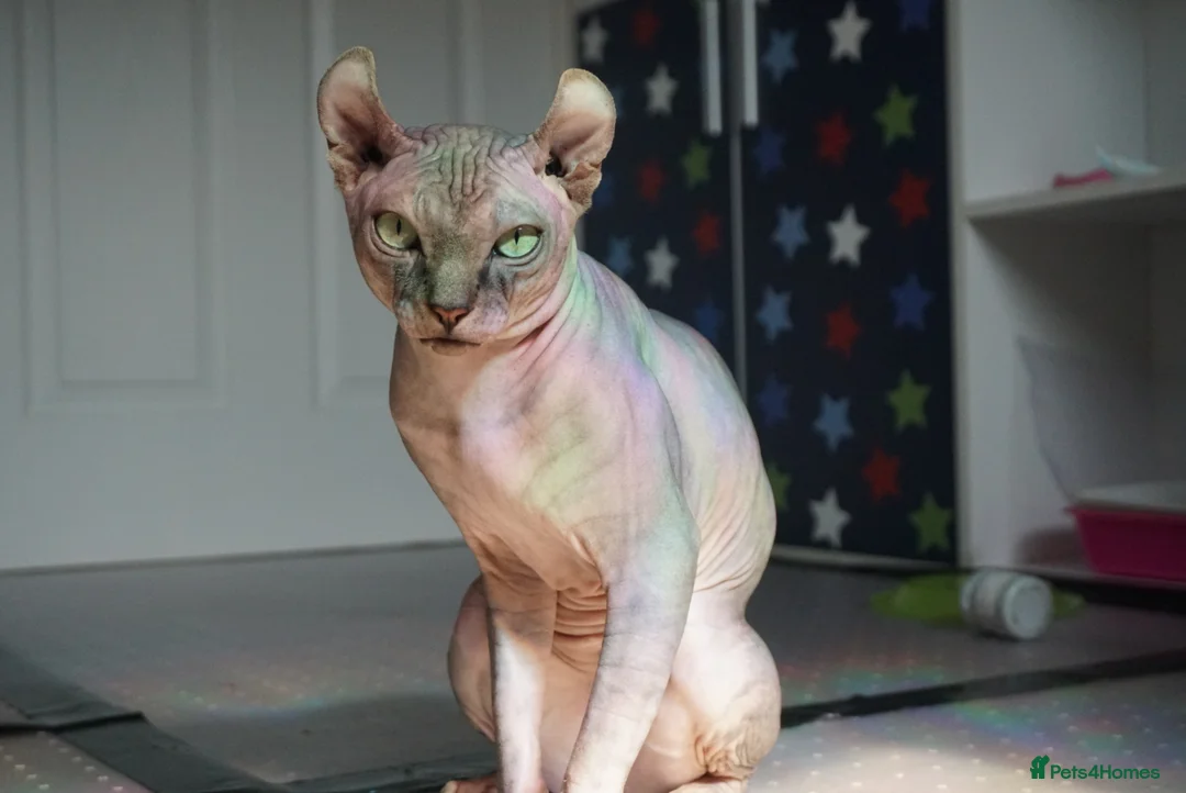 Sphynx cats for stud: Black tabby Sphynx Elf for STUD in Oldham - Advert 5