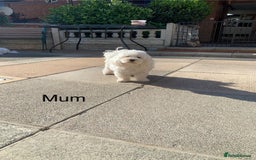 Maltipoo dogs for sale: Beautiful maltipoo puppies looking for new homes  - Image 30