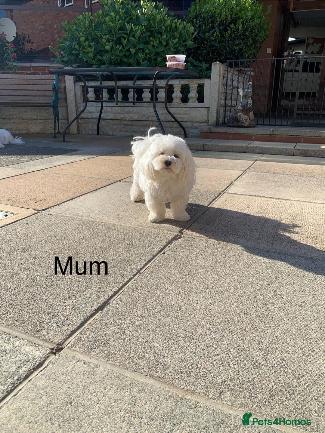 Maltipoo dogs for sale: Beautiful maltipoo puppies looking for new homes  - Image 30