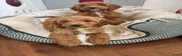 Cockapoo dogs for sale: Gorgeous show type cockapoo Puppys  - Advert 1