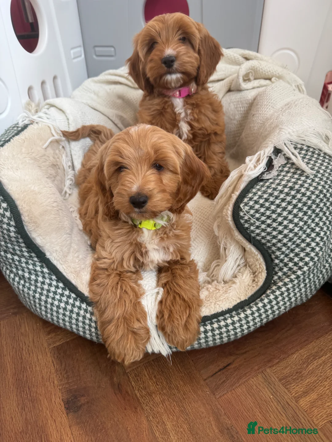 Cockapoo dogs for sale: Gorgeous show type cockapoo Puppys  - Advert 1