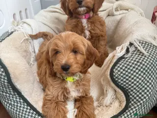 Cockapoo dogs Gorgeous show type cockapoo Puppys - Advert 6