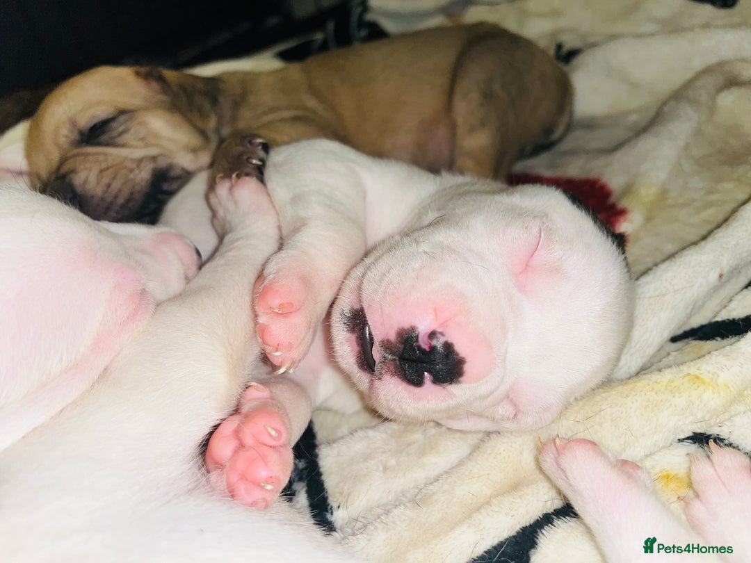 American Bull Staffy dogs for sale: Beautiful American bulldog x staff puppies   - Image 30