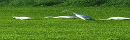 Ducks poultry for sale: 4 Runner Ducks - Advert 1