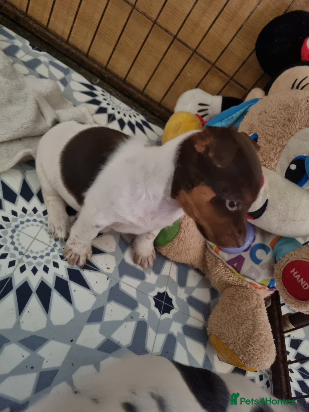 Jack Russell dogs for sale: Jack Russell pups  - Image 7
