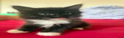 Maine Coon cats for sale: Persian An Maine Coon Cross - Advert 4