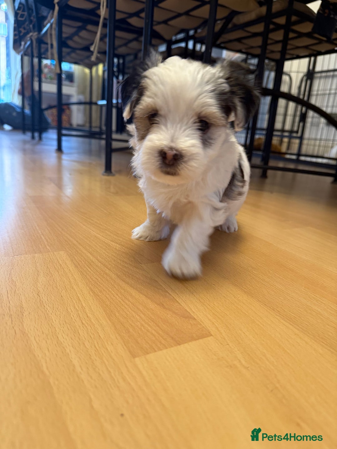 Bichon Frise dogs for sale: Bichon Maltese for sale  - Image 6