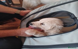 Golden Retriever dogs for sale: KC REG CHAMPIONSHIP BLOOD LINE BEAUTIFUL CREAM  - Image 9