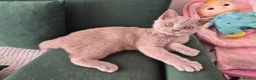 British Shorthair cats for sale: British shorthair - Advert 5