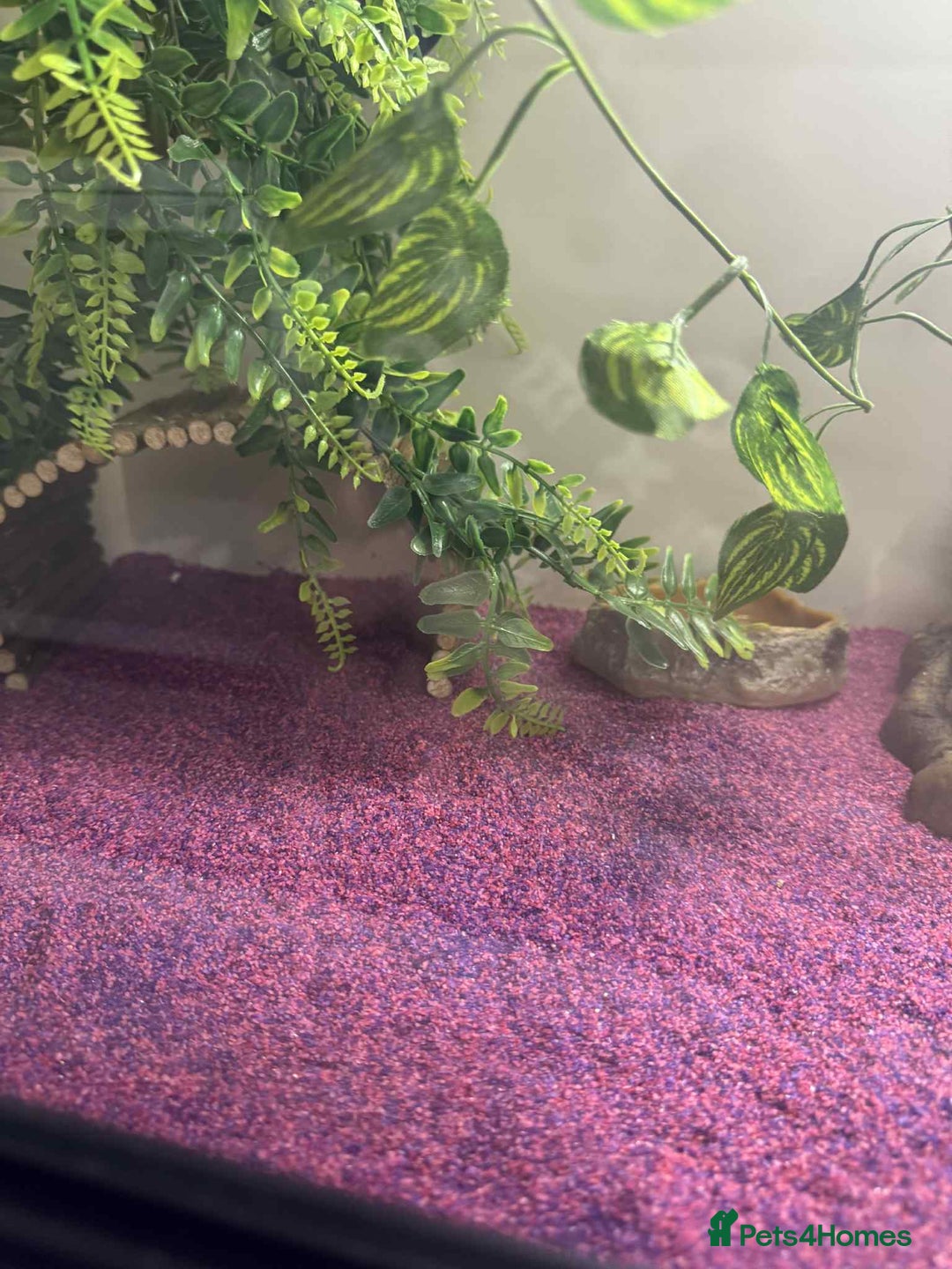 Gecko reptiles for sale: Leapord gecko for sale!! - Advert 14