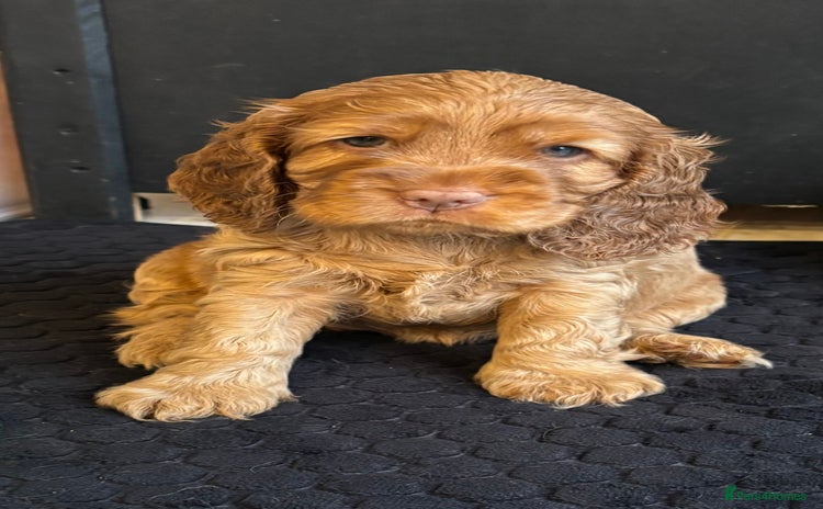 Cocker Spaniel dogs - Advert 8