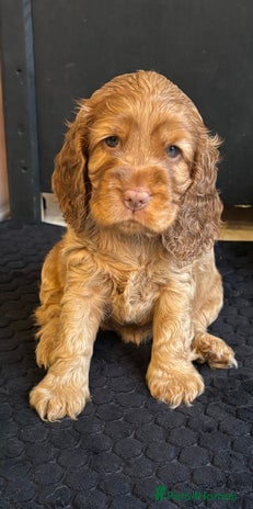 Cocker Spaniel dogs - Advert 4