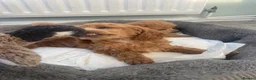 Toy Poodle dogs for sale: Red toy poodles  - Advert 10