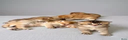 British Shorthair cats for sale: 💖 Pedigree golden chinchilla British shorthair - Advert 10