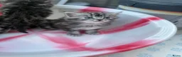 Siberian cats for sale: Adorable Kittens Looking for Their Forever Homes! - Advert 19
