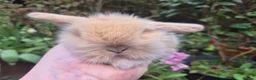Mini Lop rabbits for sale: 🧡STUNNING TEDDYWIDDER X MINI LOP BABIES 🧡 - Advert 19