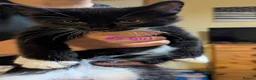 Mixed Breed cats for sale: Kittens  - Advert 3