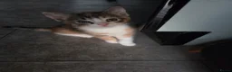 Mixed Breed cats for sale: Mixed litter of kittens  - Advert 4