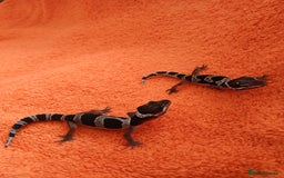 Leopard Gecko reptiles for sale: Baby leopard geckos  - Image 1
