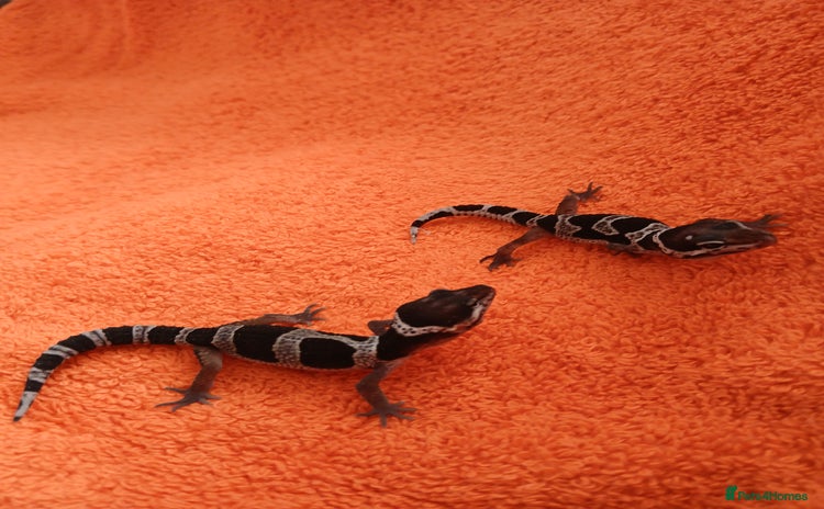 Leopard Gecko reptiles - Advert 4