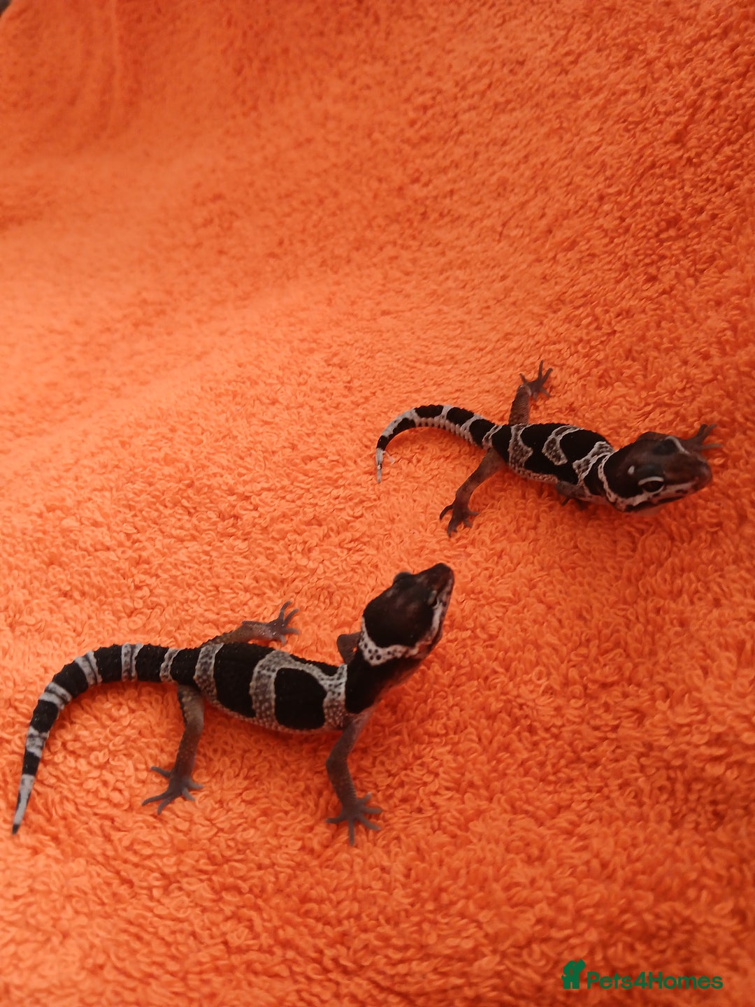 Leopard Gecko reptiles for sale: Baby leopard geckos  - Image 1