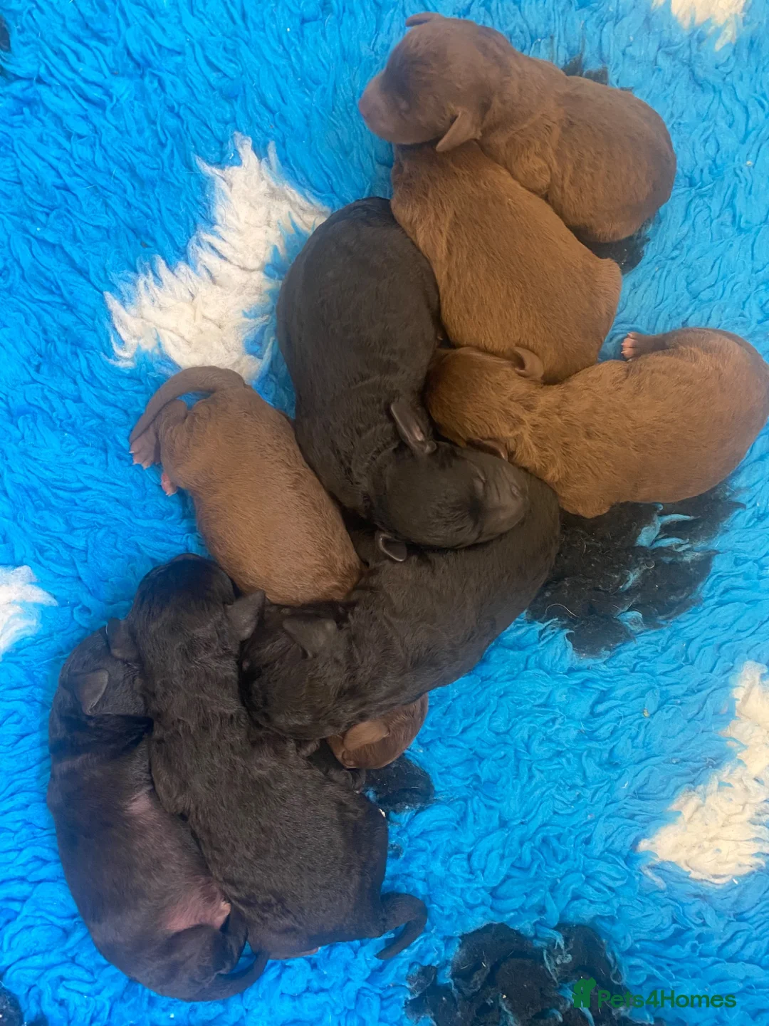 Bedlington Terrier dogs for sale: Bedlington Terrier puppies  - Advert 1