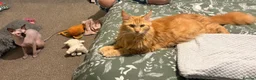 Maine Coon cats for sale: Red female Maine coon  - Advert 2