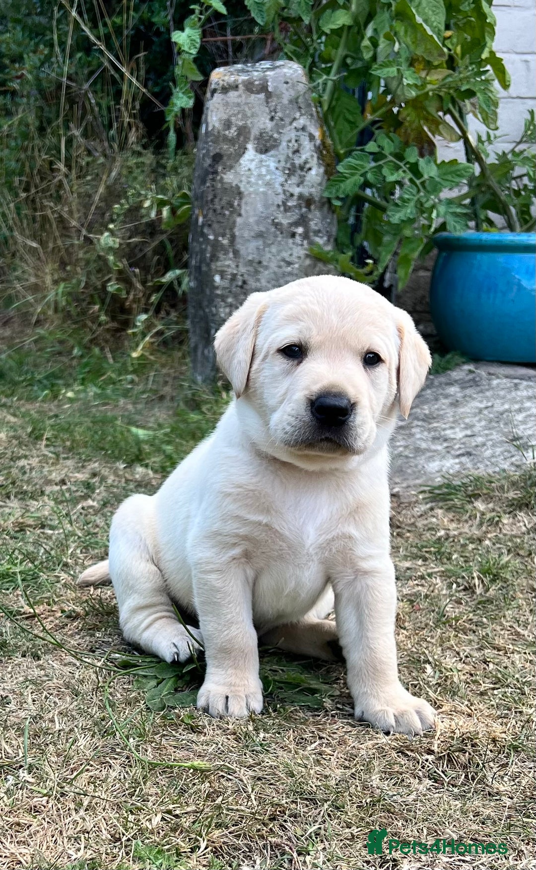 Labrador Retriever dogs for sale: Golden Labrador Puppies for Sale - Image 17