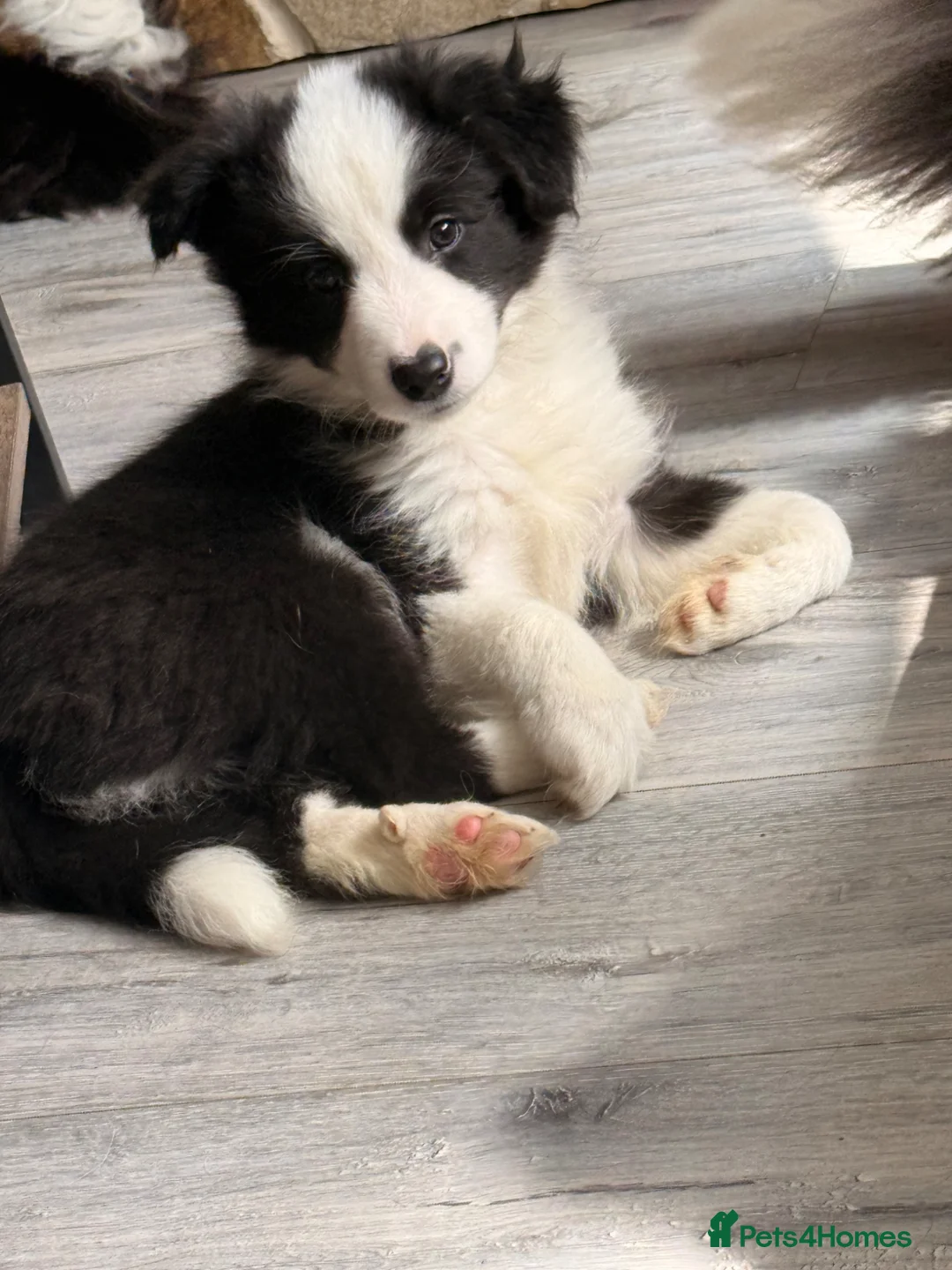 Border Collie dogs for sale: 3 beautiful border collie puppies  in Luton - Advert 4