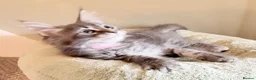 Maine Coon cats for sale: TICA girl READY NOW  - Advert 2