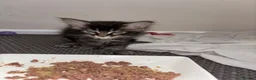Maine Coon cats for sale: 2 beautiful Maine coon boys  - Advert 9