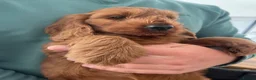 Cockapoo dogs for sale: F1 Cockapoos READY TO LEAVE NOW  - Advert 8