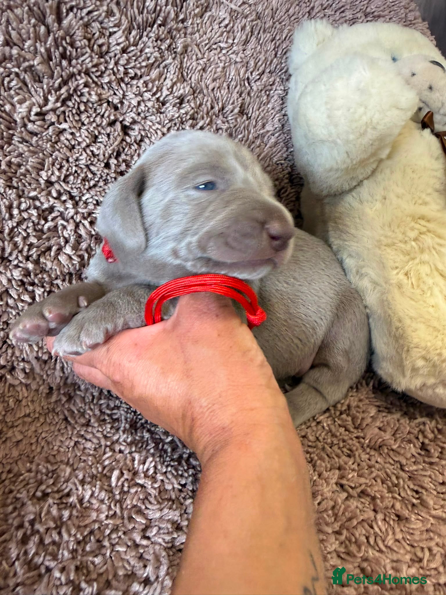 Weimaraner dogs Weimaraner Silver Grey Girl Pups - Ganult showline - Advert 1