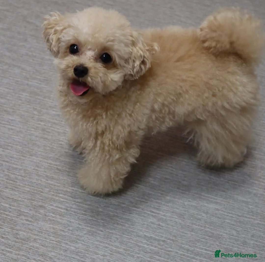 Toy Poodle dogs for sale: Cute Apricot Toy Poodle Puppy - Advert 4
