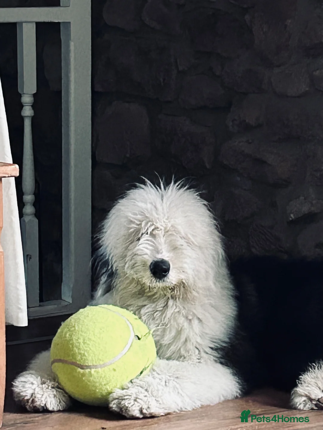 Old English Sheepdog dogs for stud: Proven Old English sheep dog for stud in Middlesbrough - Advert 7